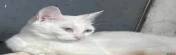 Mixed Breed cats for sale: Stunning Turkish Angora Mix Breed Kittens - Advert 20