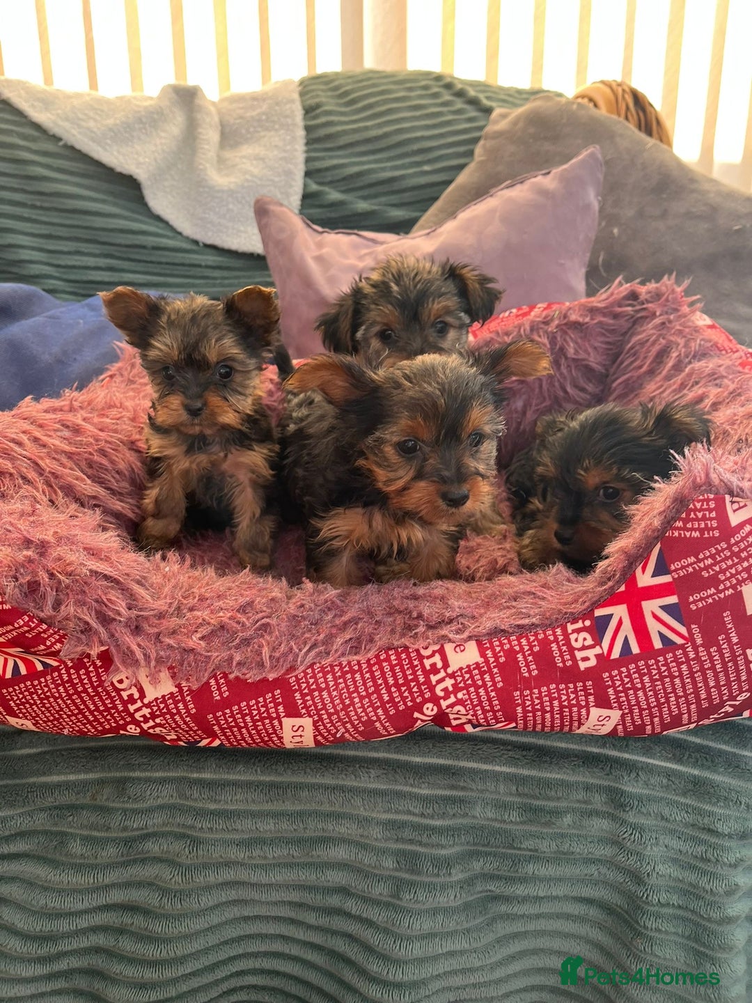 Yorkshire Terrier dogs for sale: Stunning Yorkshire terriers - Image 6