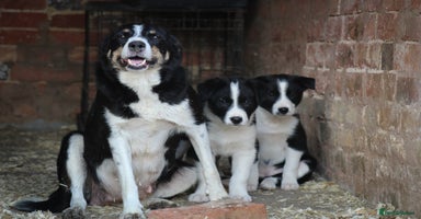 Border Collie dogs - Advert 2