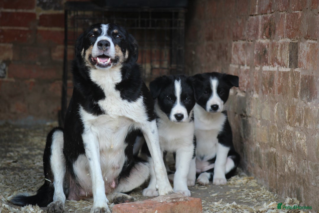 Border Collie dogs for sale: Border Collie Puppies for Sale - Image 2