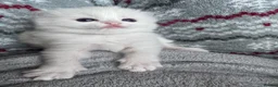 Ragdoll cats for sale: 🏆gccf ragdoll kitten-exceptional pedigree - Advert 8