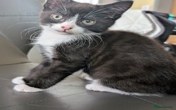 Toyger cats for sale: Mother and 2 babies - Image 3
