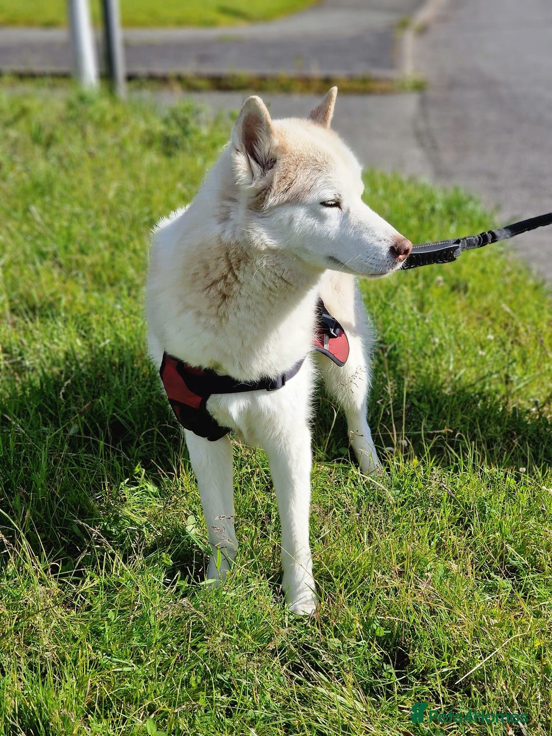 Siberian Husky dogs for sale: Hugo - siberian husky - Image 5