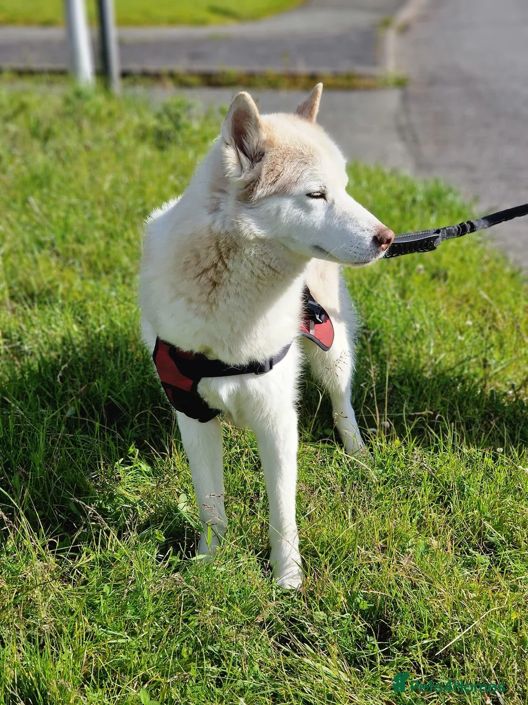 Siberian Husky dogs for sale: Hugo - siberian husky - Advert 5