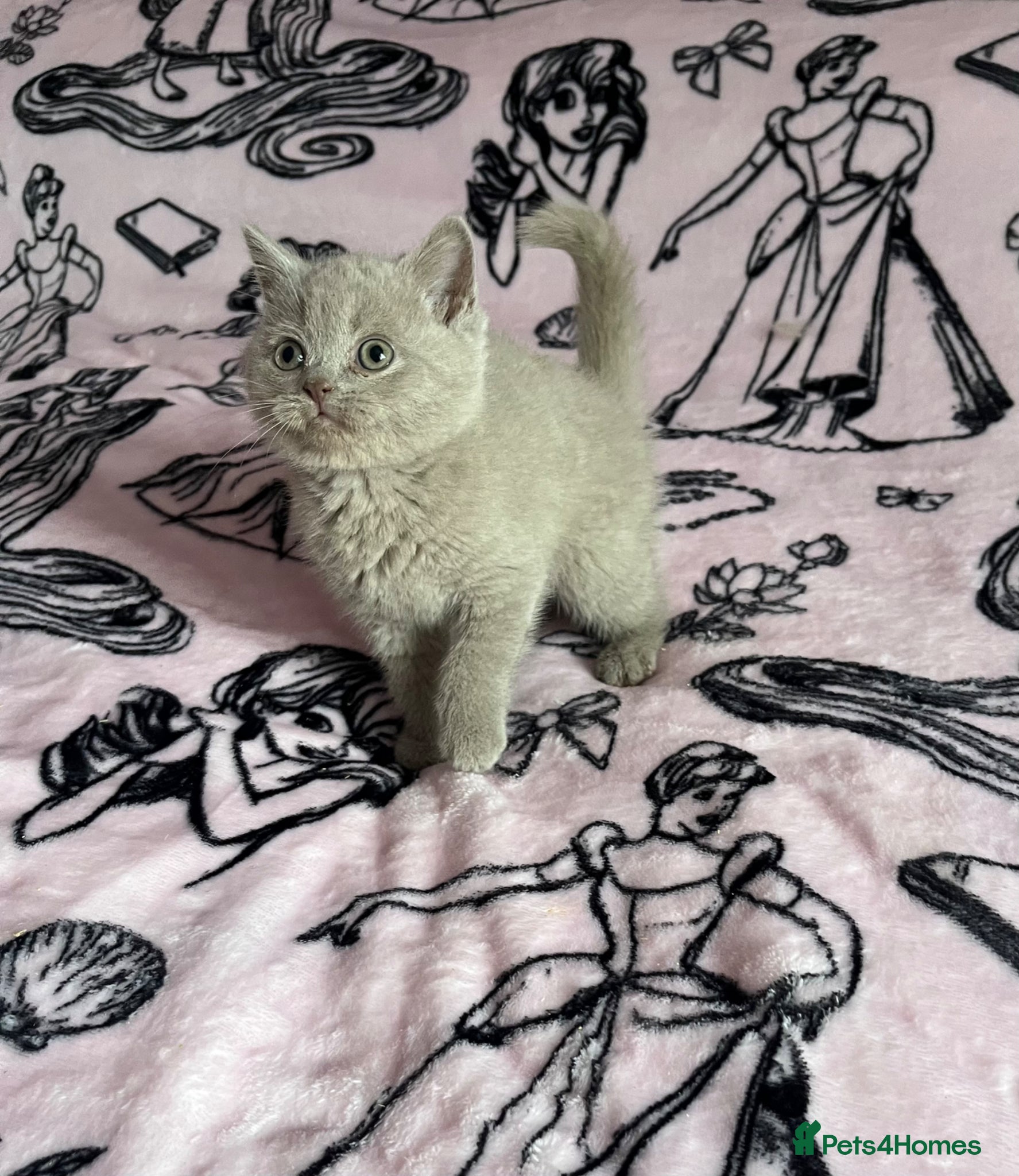 British Shorthair cats Beautiful lilac BSH Ready now  - Advert 2