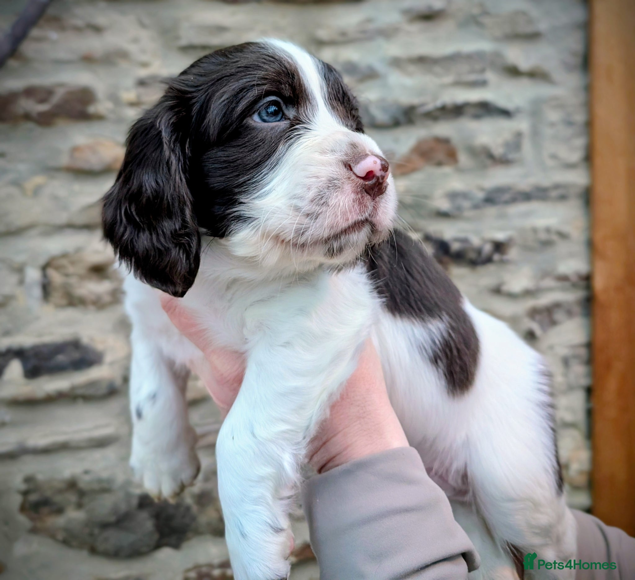 Sprocker dogs Sprockers  - Advert 1