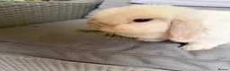 Mini Lop rabbits for sale: Stunning mini lop doe Very chilled pet/breeding - Advert 3