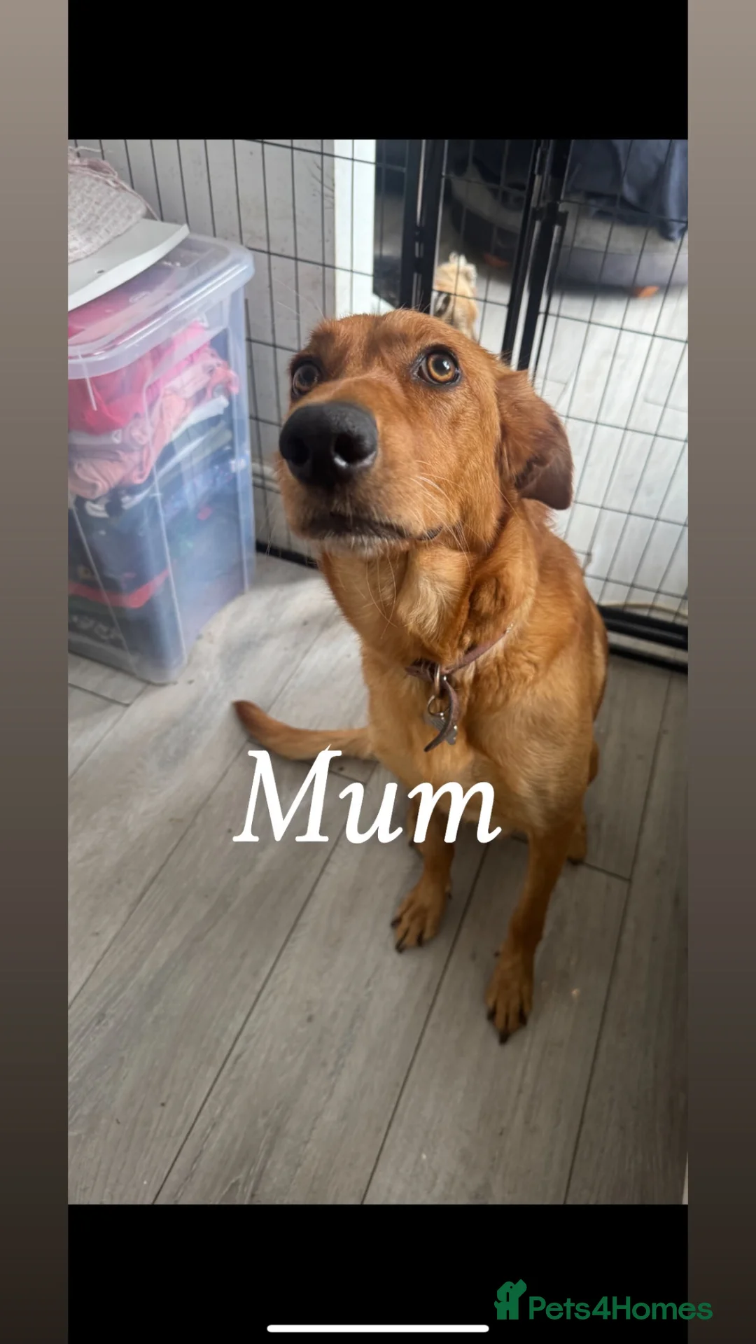 Mixed Breed dogs for sale: READY TO LEAVE NOW!  - Advert 33