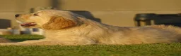 Golden Retriever dogs for sale: Golden Retriever Puppies in Armagh - Advert 16