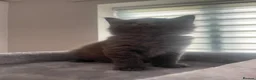 British Longhair cats for sale: Beautiful British longhair kittens - Advert 8
