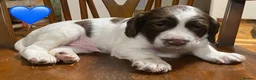 Sprocker dogs for sale: Sproker puppies born 21/9/2026 - Advert 15