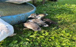Ducks poultry for sale: Muscovy ducklings for sale - Image 1