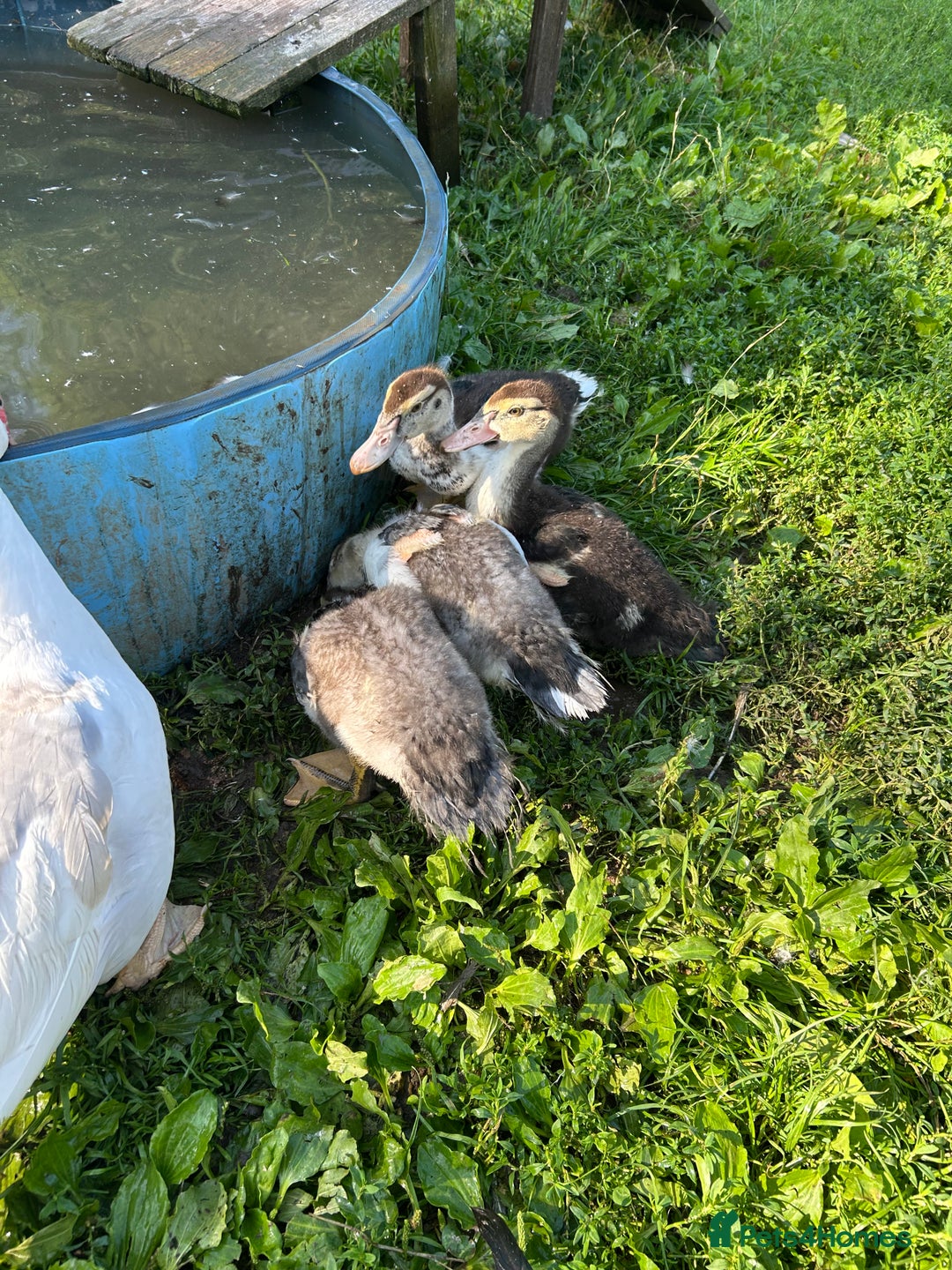 Ducks poultry for sale: Muscovy ducklings for sale - Image 1