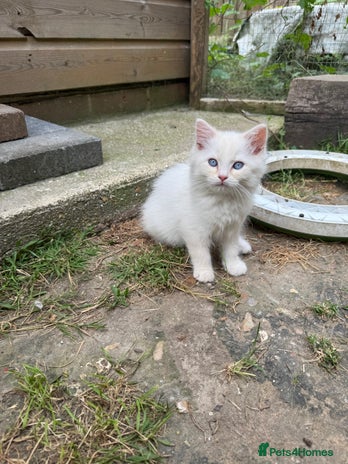 Ragdoll cats - Advert 3