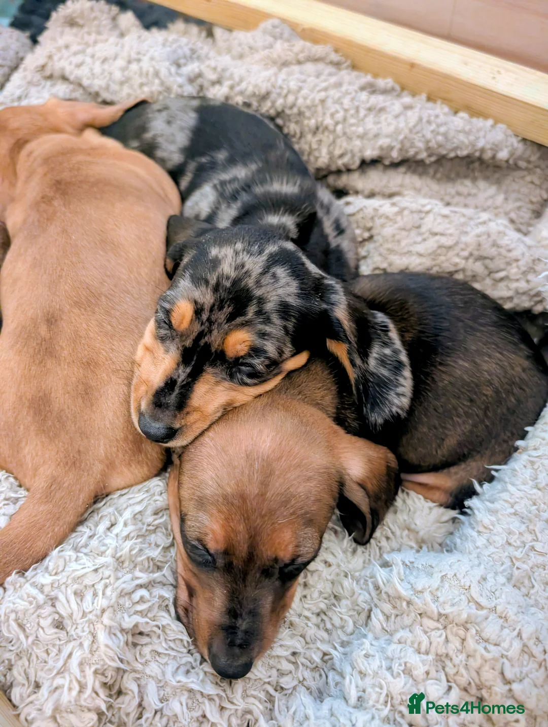 Miniature Dachshund dogs for sale: Beautiful pups  - Advert 21
