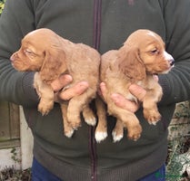 Cocker Spaniel dogs - Advert 1