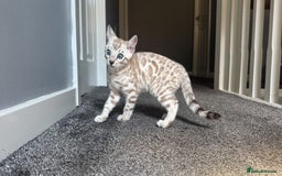Bengal cats for sale: 🔥🏆OUTSTANDING SHOW BENGALS… READY 26th AUGUST💯 - Image 3