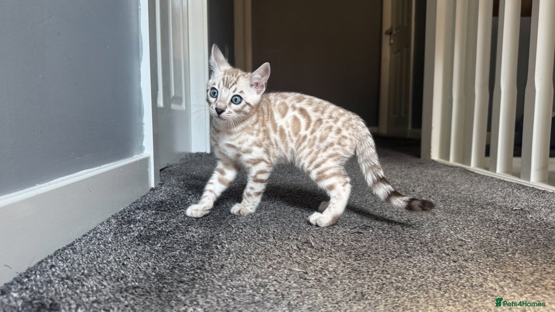 Bengal cats for sale: 🔥🏆OUTSTANDING SHOW BENGALS… READY 26th AUGUST💯 - Image 3
