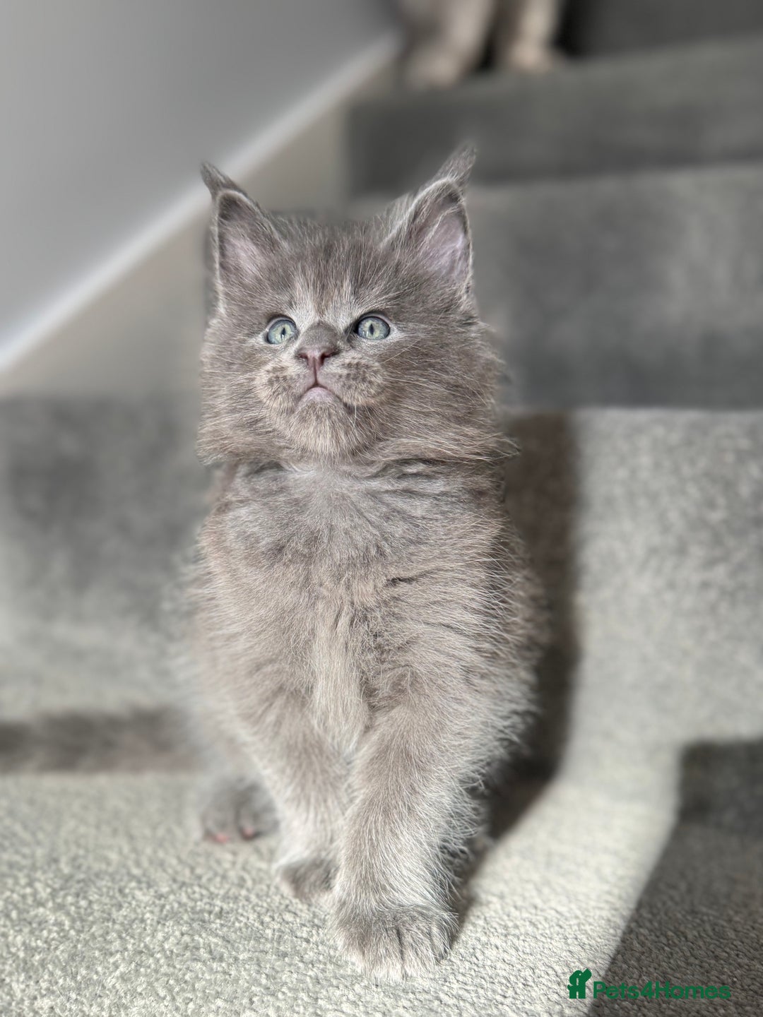 Maine Coon cats for sale: Pedigree Maine Coon Kittens – Blues & Smokes - Advert 5