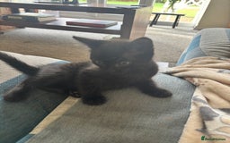 Domestic Shorthair cats for sale: Three kittens needing forever homes  - Image 4