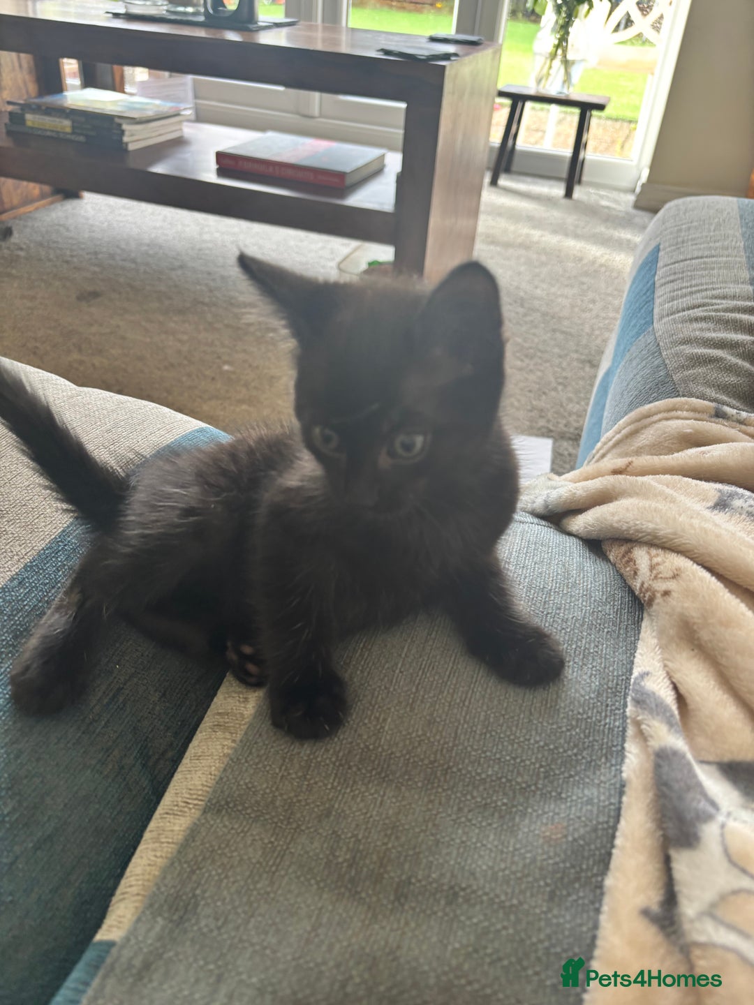 Domestic Shorthair cats for sale: Three kittens needing forever homes  - Image 4
