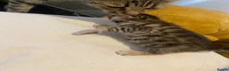 Bengal cats for sale: Bengal&Ginger Tabby mix  - Advert 7