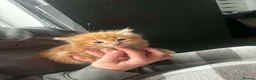 Mixed Breed cats for sale: Mainecoon bloodline - Advert 6