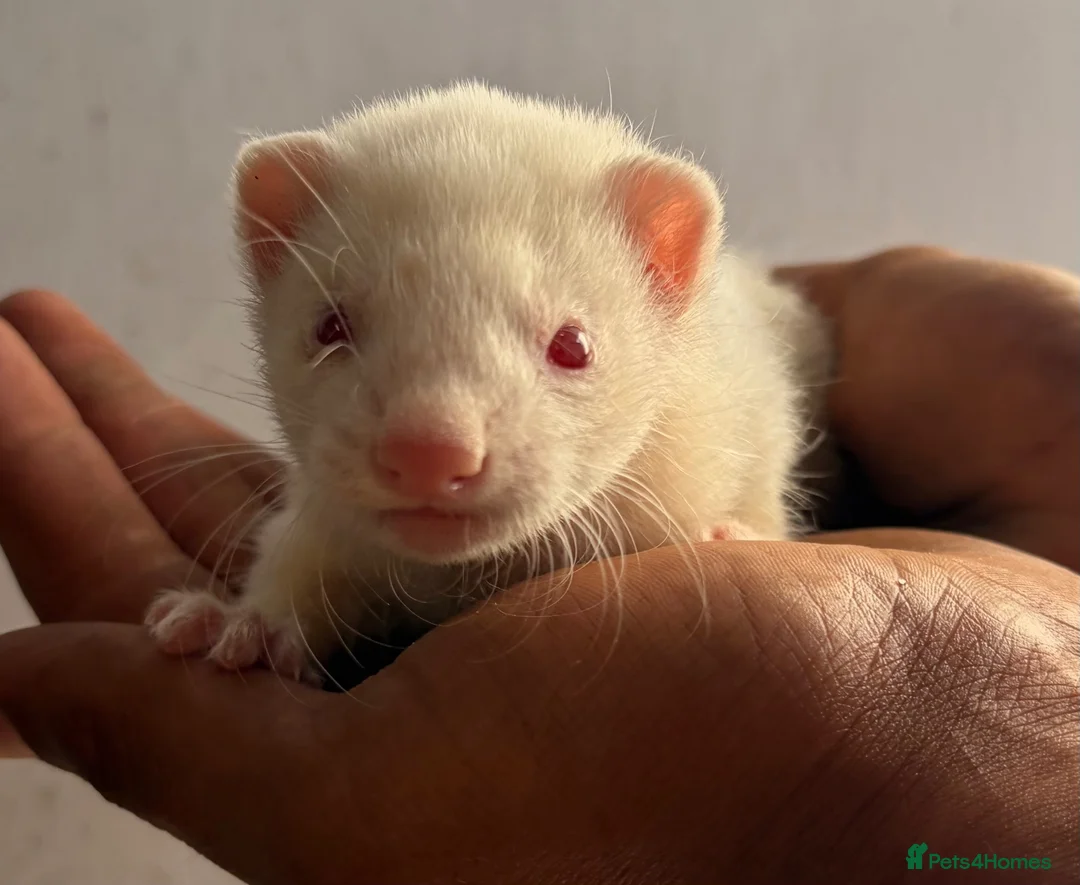 Ferret rodents for sale: Baby ferrets  - Advert 7