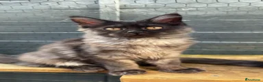 Beta