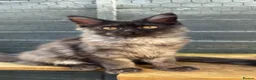 Maine Coon cats for sale: TICA registered mainecoon kittens - Advert 11