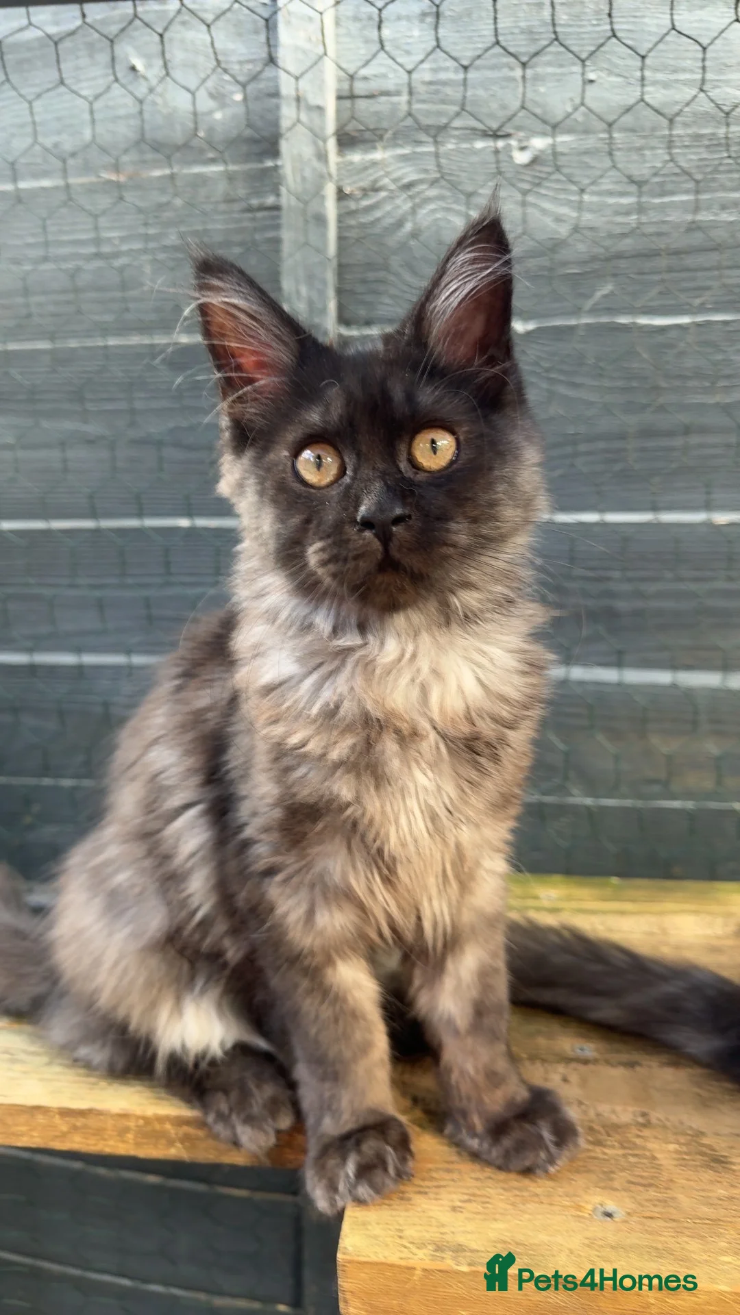 Maine Coon cats for sale: TICA registered mainecoon kittens - Advert 11