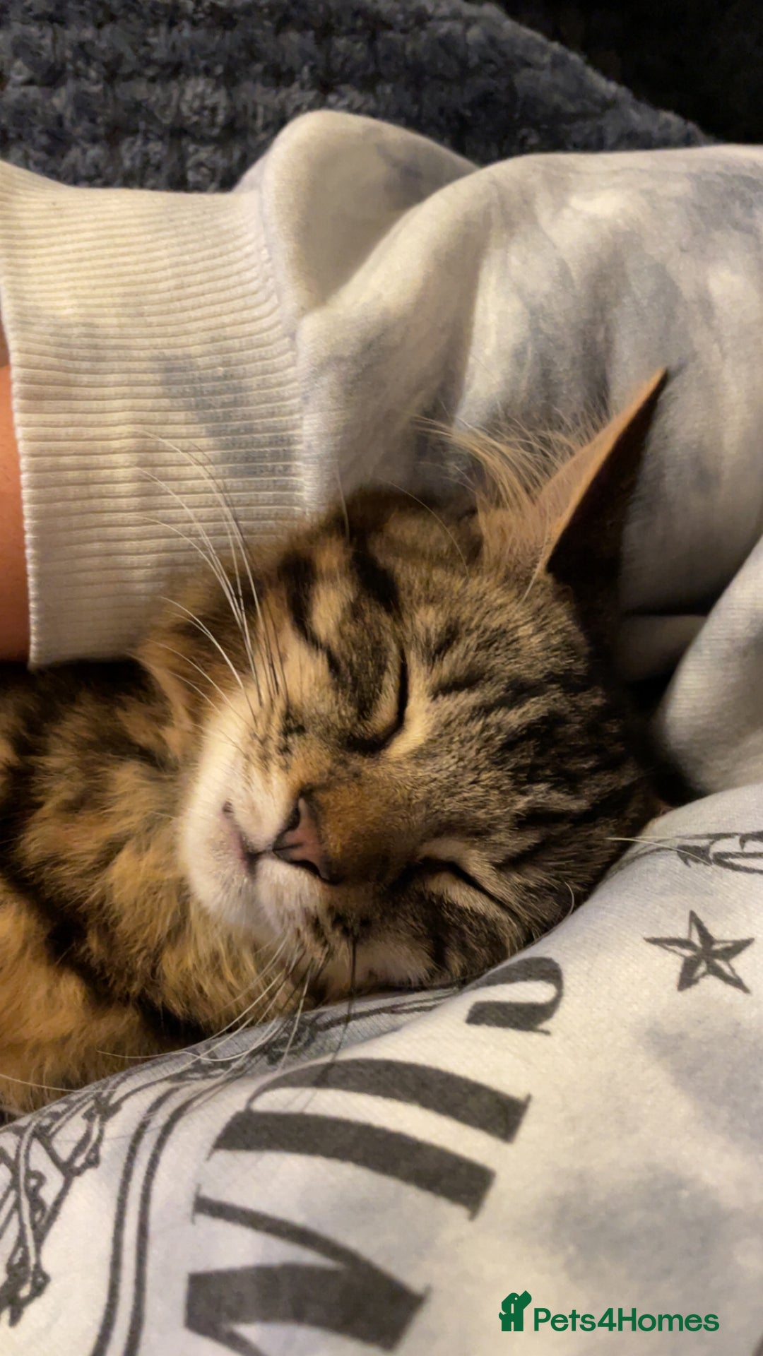 Mixed Breed cats for sale: mixed breed cats for sale with all equipments - Advert 9