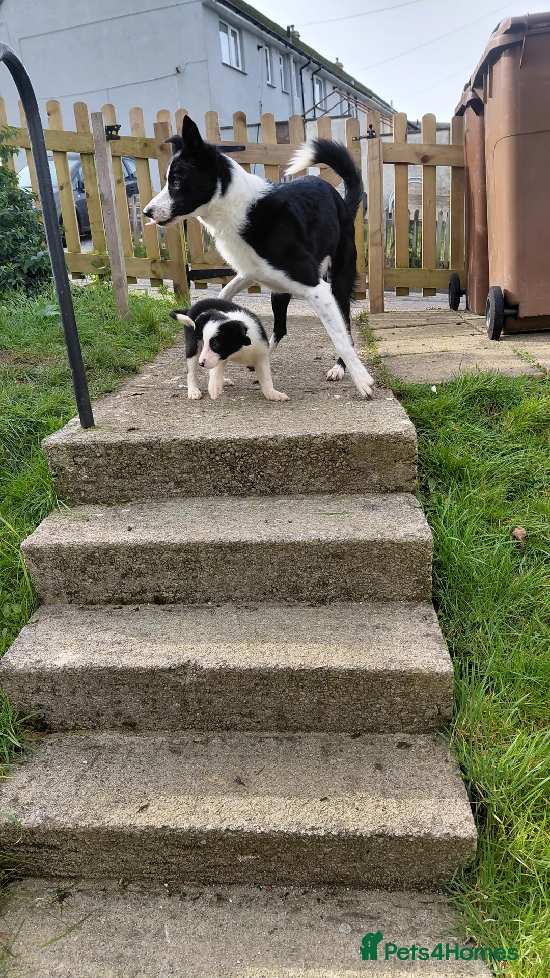 Border Collie dogs for sale: Border collie puppies tris + b/w - Advert 6