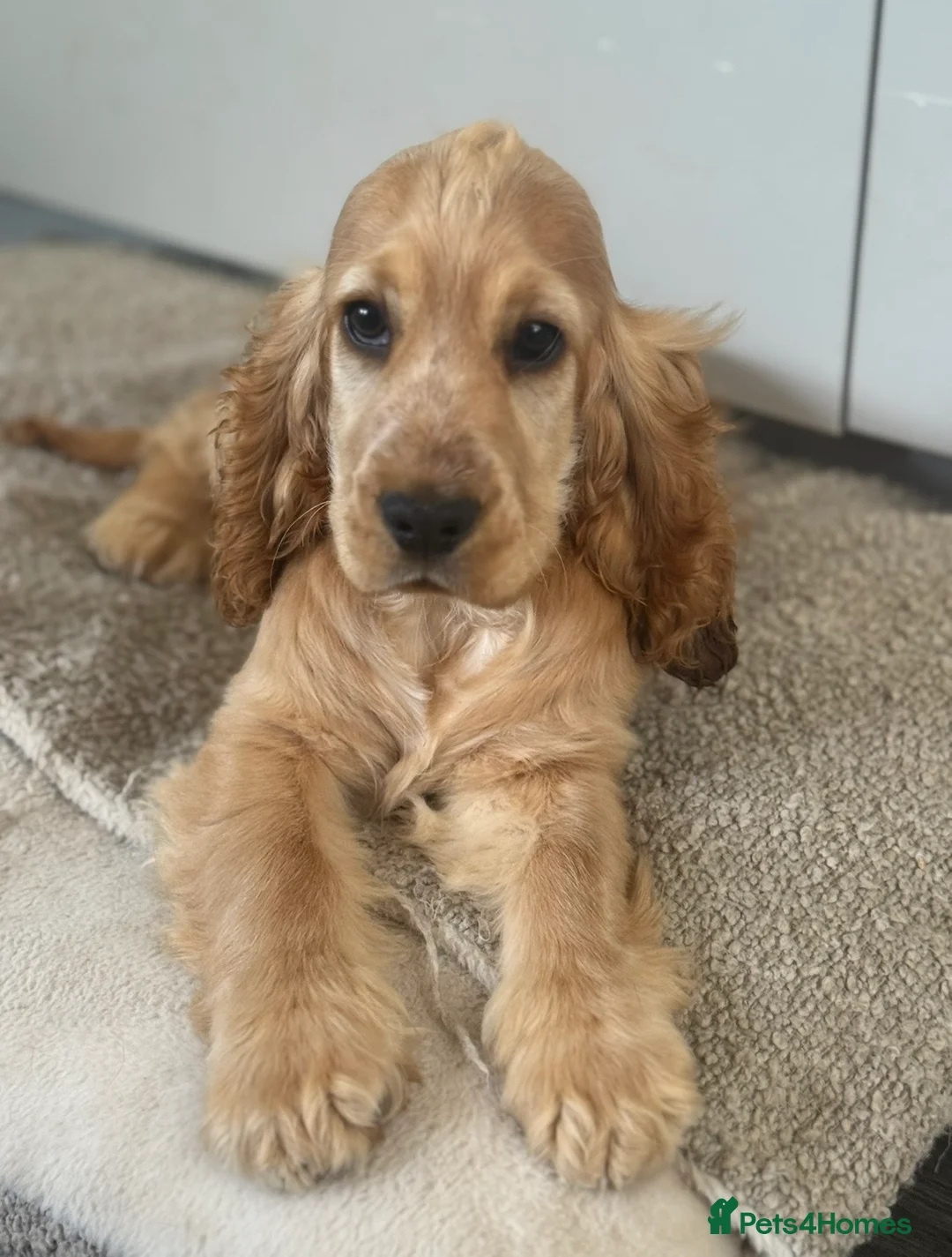 Cocker Spaniel dogs for sale: Cocker Spaniel Female Available  - Advert 5