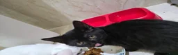 Arabian Mau cats for adoption: Horatio Nelson - Advert 4