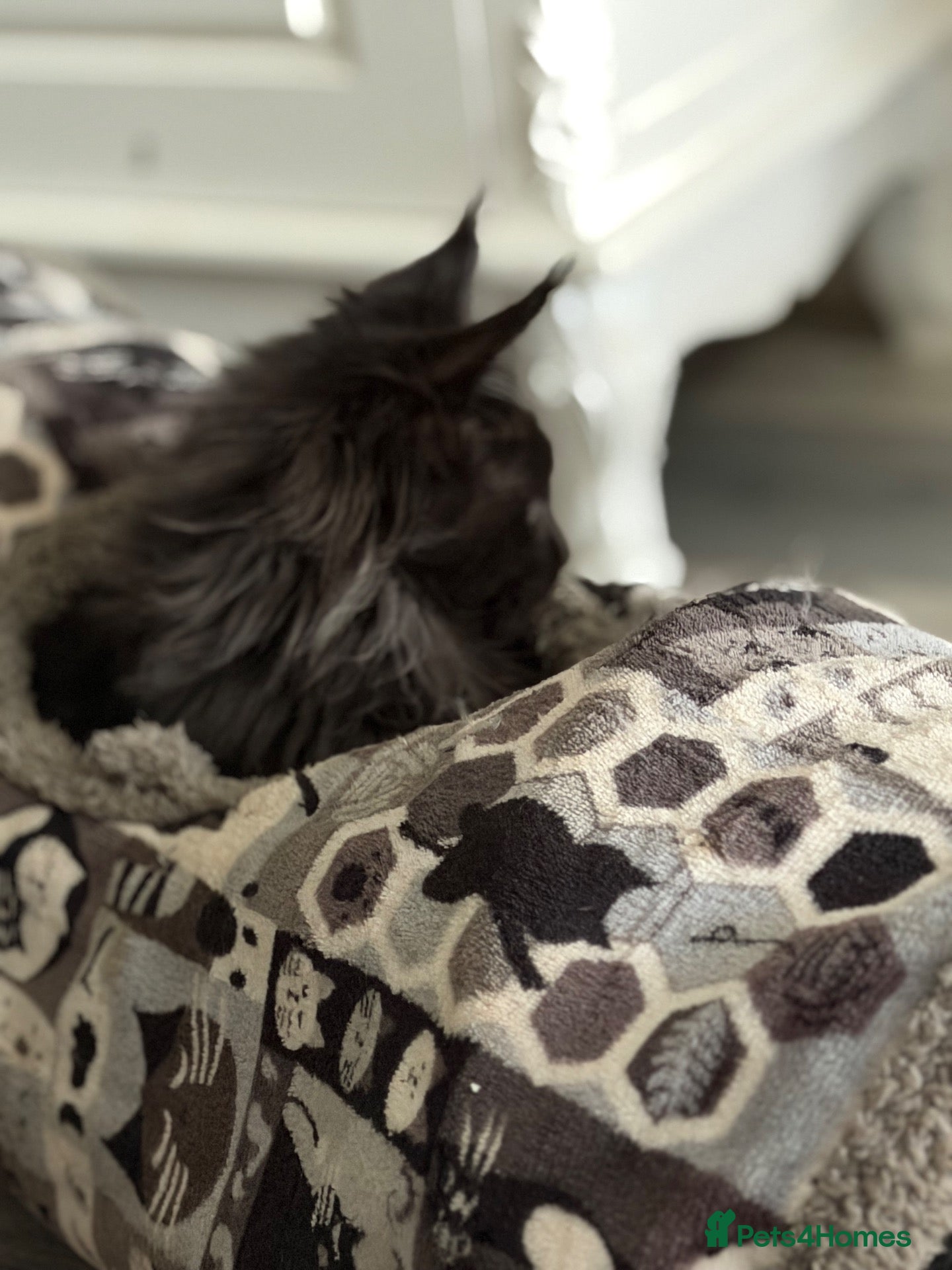Maine Coon cats Tica registered black smoked male Maine coon - Advert 2
