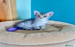 Ocicat cats for sale: Two delightful Blue Ocicat girls - Image 4