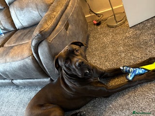 Mixed Breed dogs 8 month cane corso X bullmastif for sale - Advert 1