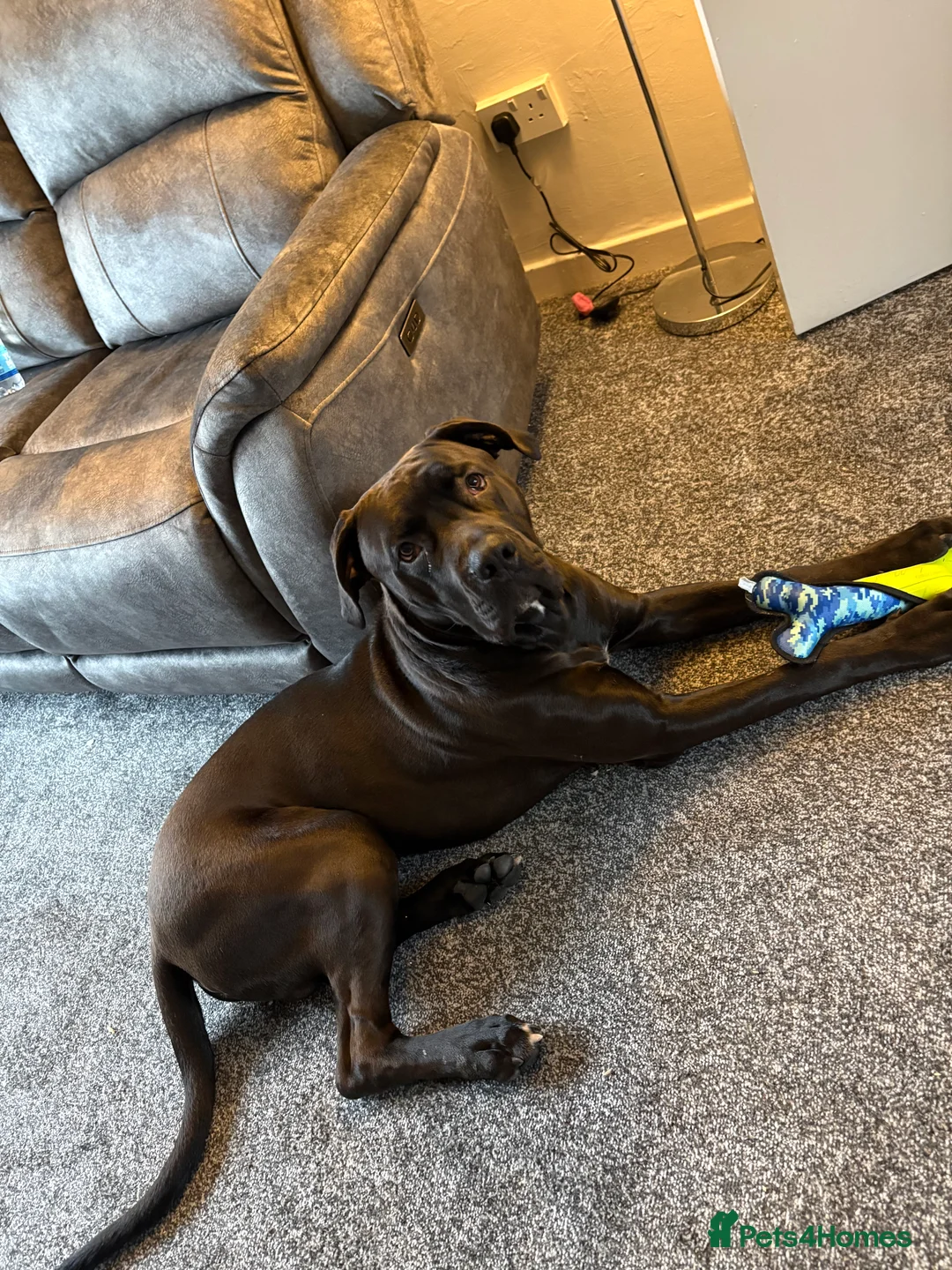 Mixed Breed dogs for sale: 8 month cane corso X bullmastif  for sale  - Advert 1