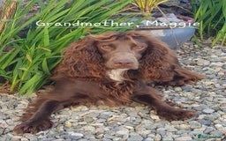 Cocker Spaniel dogs for sale: 4th Generation, Working Cocker Spaniel Puppies  🩵 - Image 21