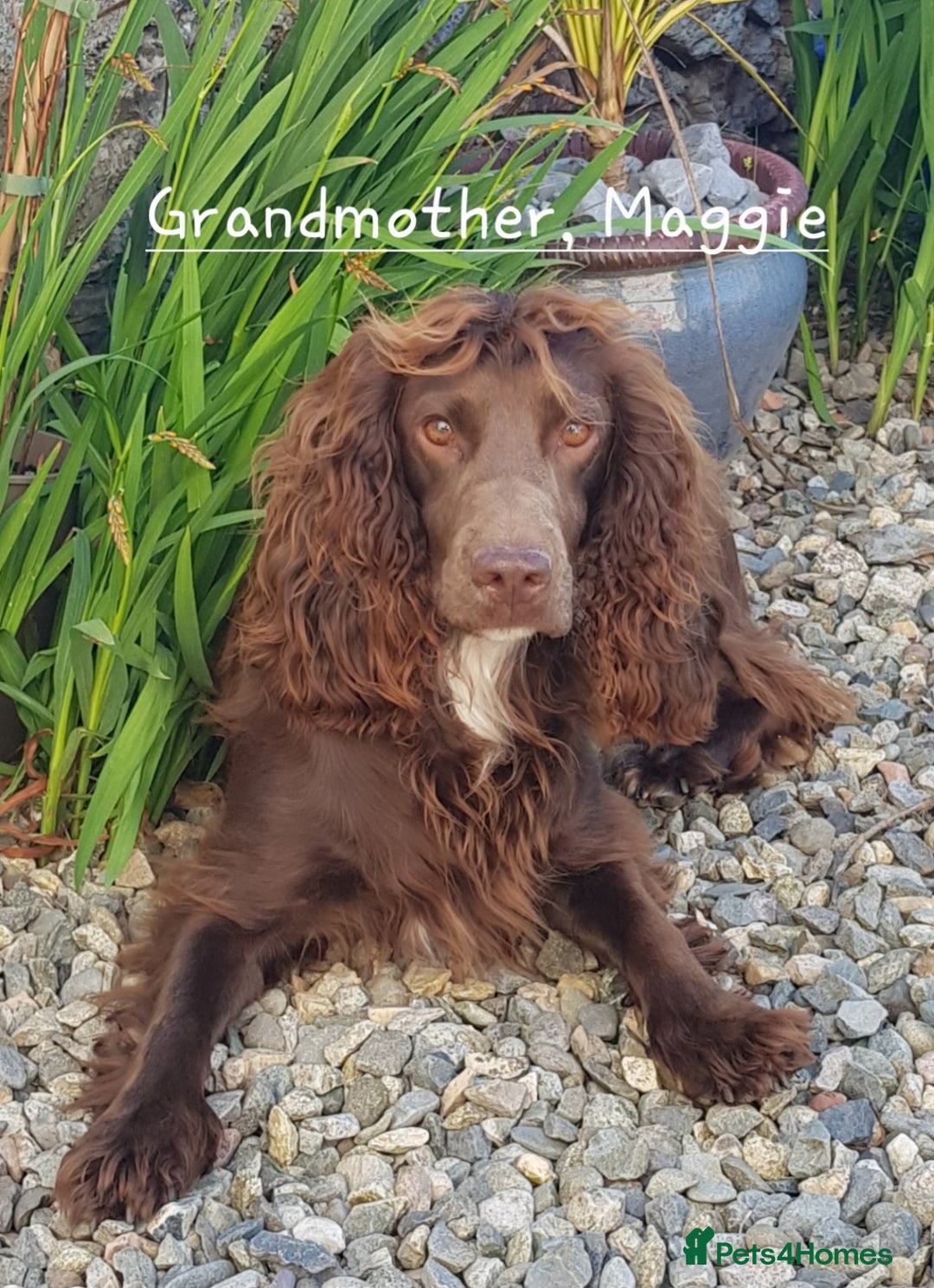 Cocker Spaniel dogs for sale: 4th Generation, Working Cocker Spaniel Puppies  🩵 - Image 21