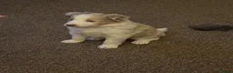 Border Collie dogs for stud: STUD  - Advert 6