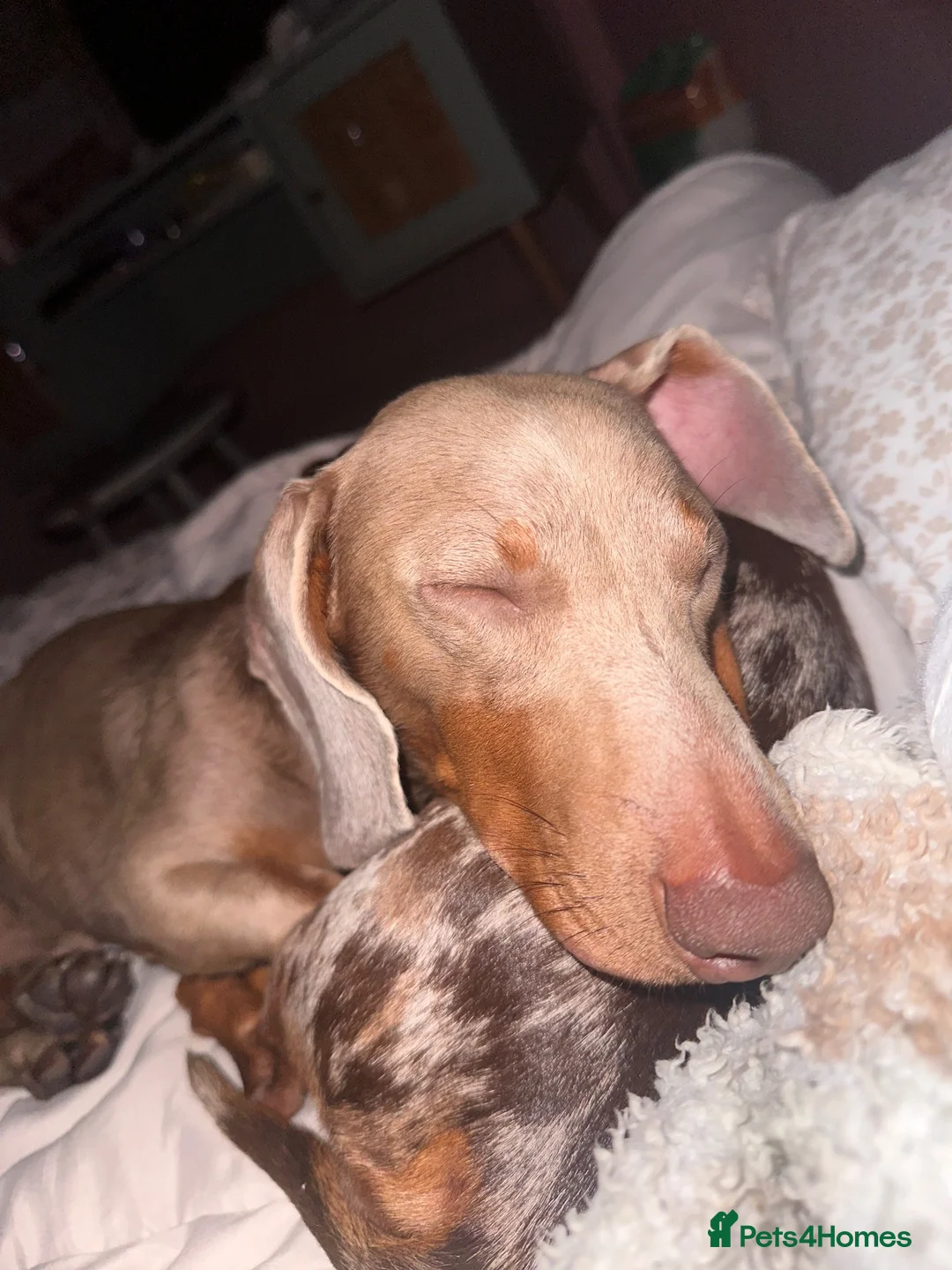 Miniature Dachshund dogs for sale: Isabelle boy- Peanut - Advert 1