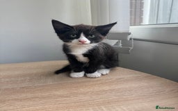 Mixed Breed cats for sale: 2 9 week old male cats  - Image 1