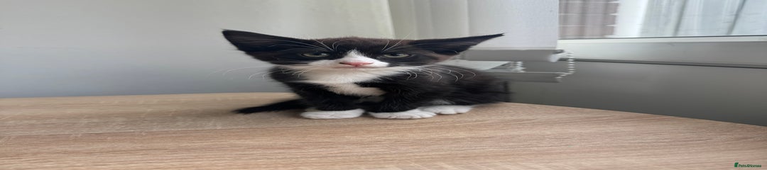 Mixed Breed Kitten 1