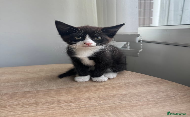 Mixed Breed cats - Advert 11