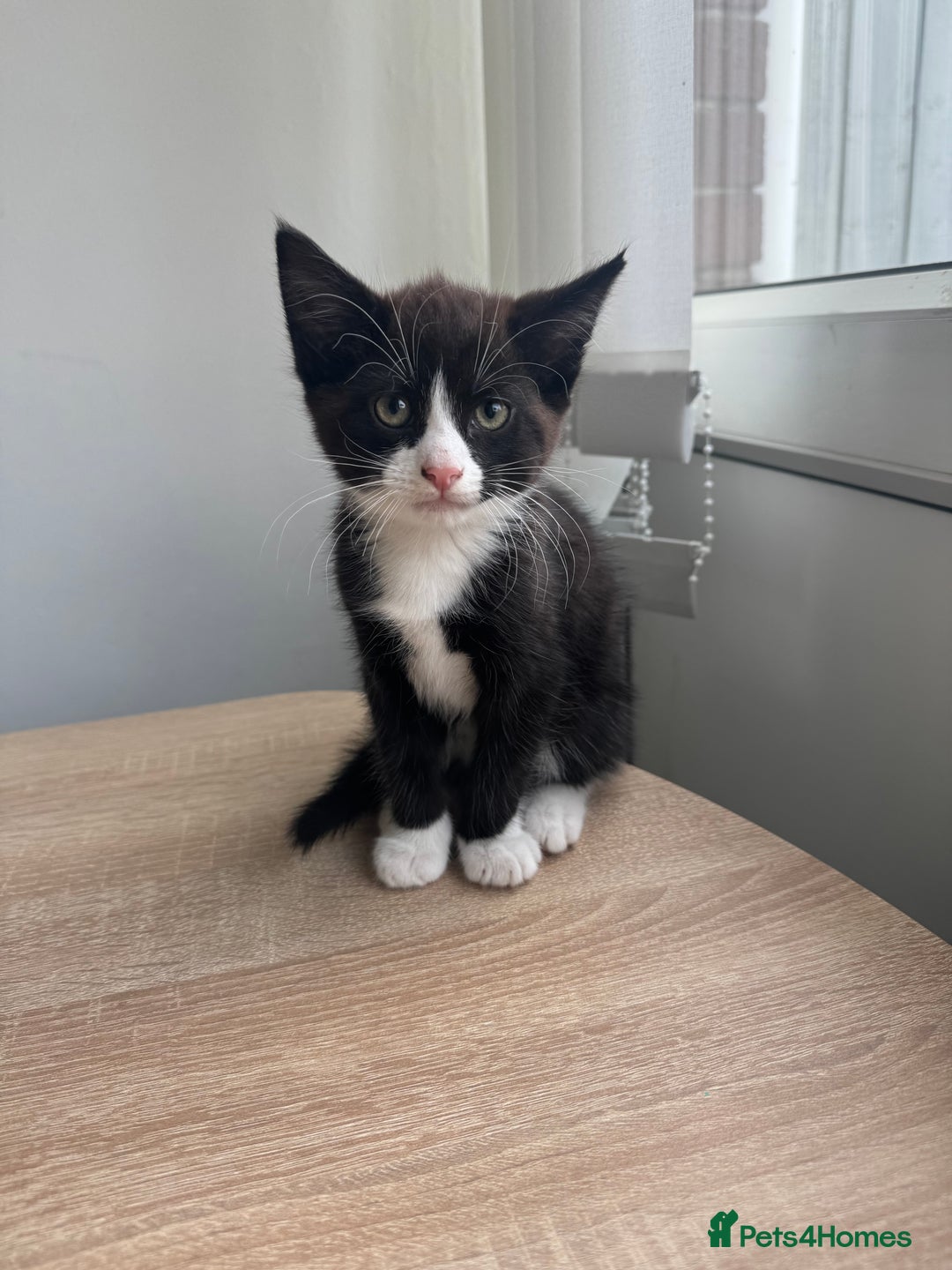 Mixed Breed cats for sale: 2 9 week old male cats  - Image 1