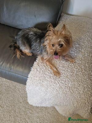 Yorkshire Terrier dogs Looking for a new home for our girl - Advert 2
