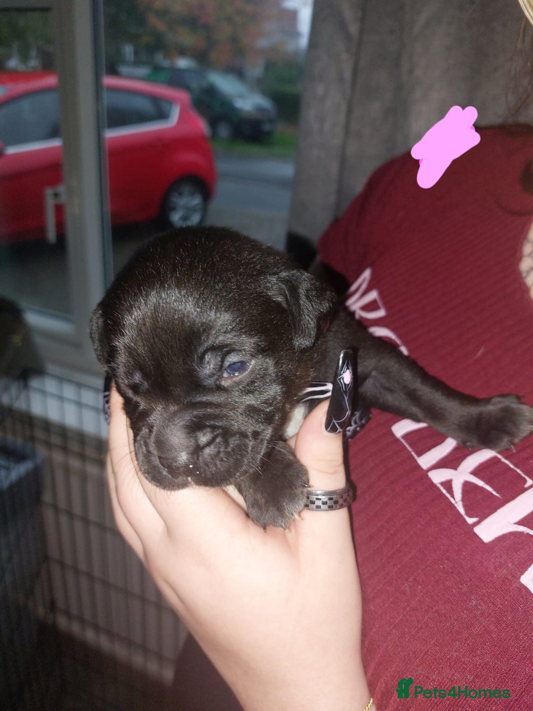 Mixed Breed dogs for sale: 6 beautiful black labrador x pocket bullie pups  - Image 4