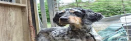 English Setter dogs for adoption: Fuet  in Worthing - Advert 5